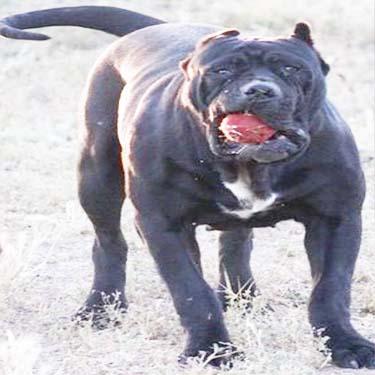 Valley Kennels Blacky front.jpg